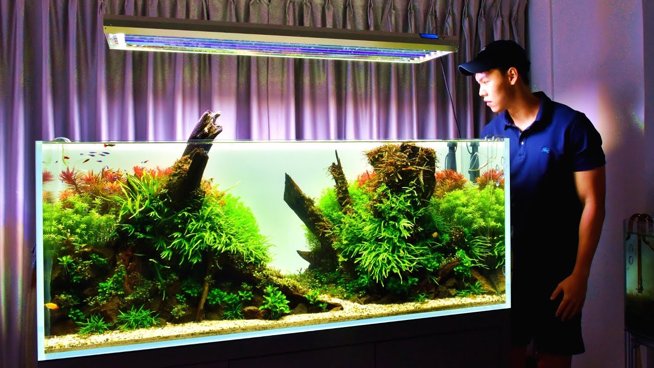 450 LITRE JAVA FERN AQUARIUM | CINEMATIC SPECIAL