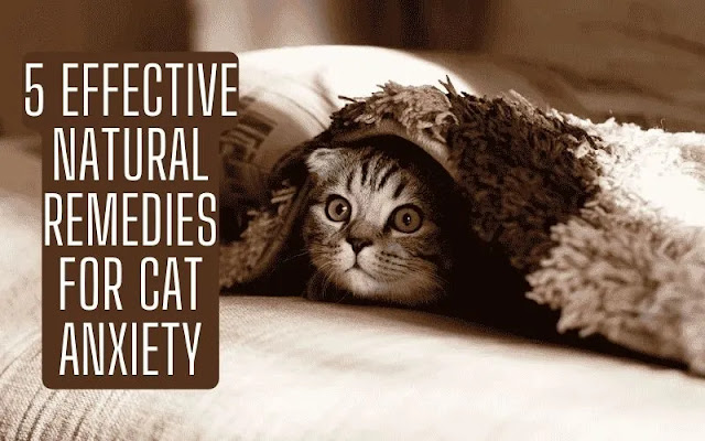 Natural Remedies for Cat Anxiety