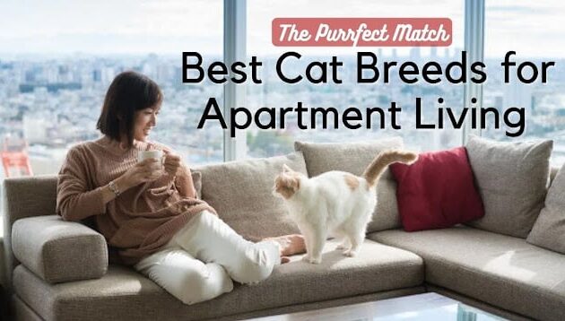 best cat breeds for apartment