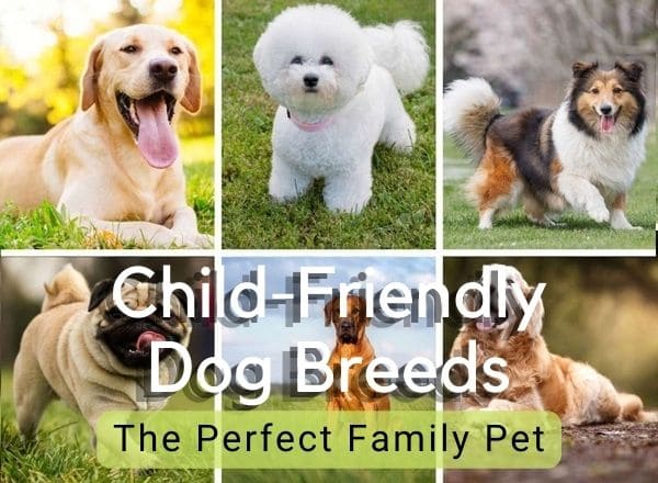 Child-Friendly Dog Breeds