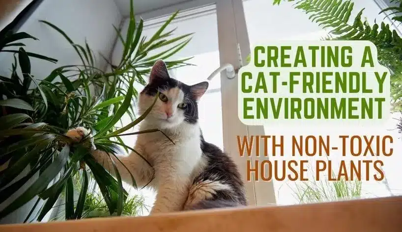 non toxic plants cats