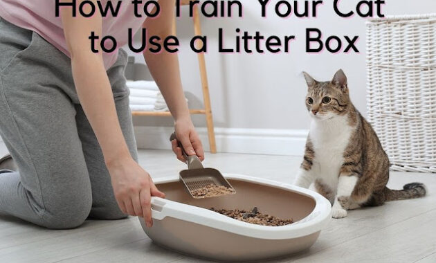 cat to use a litter box
