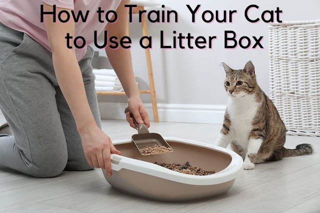 cat to use a litter box