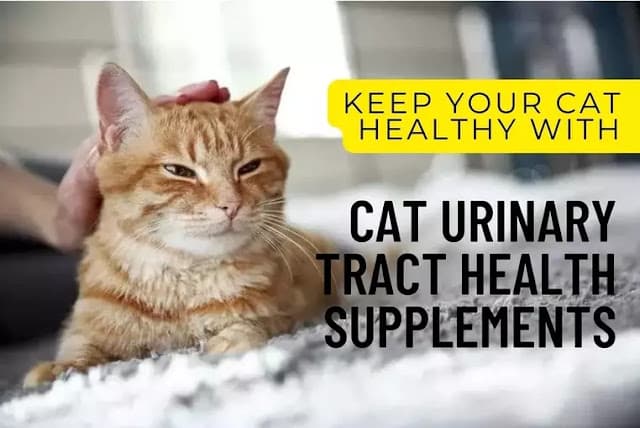 Cat Urinary Tract Health Supplements