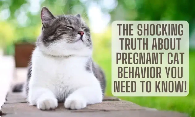 pregnant cat behavior