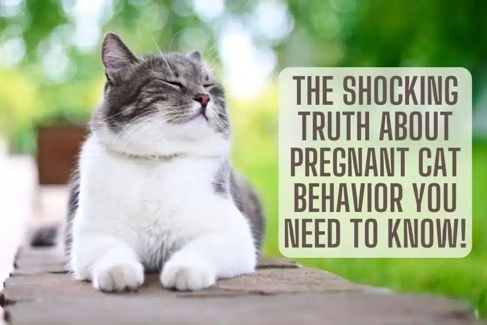 pregnant cat behavior