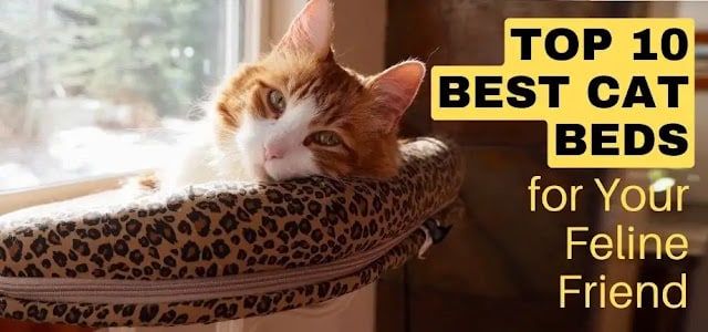 best cat beds