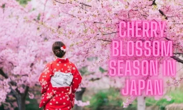 cherry blossom season in japan