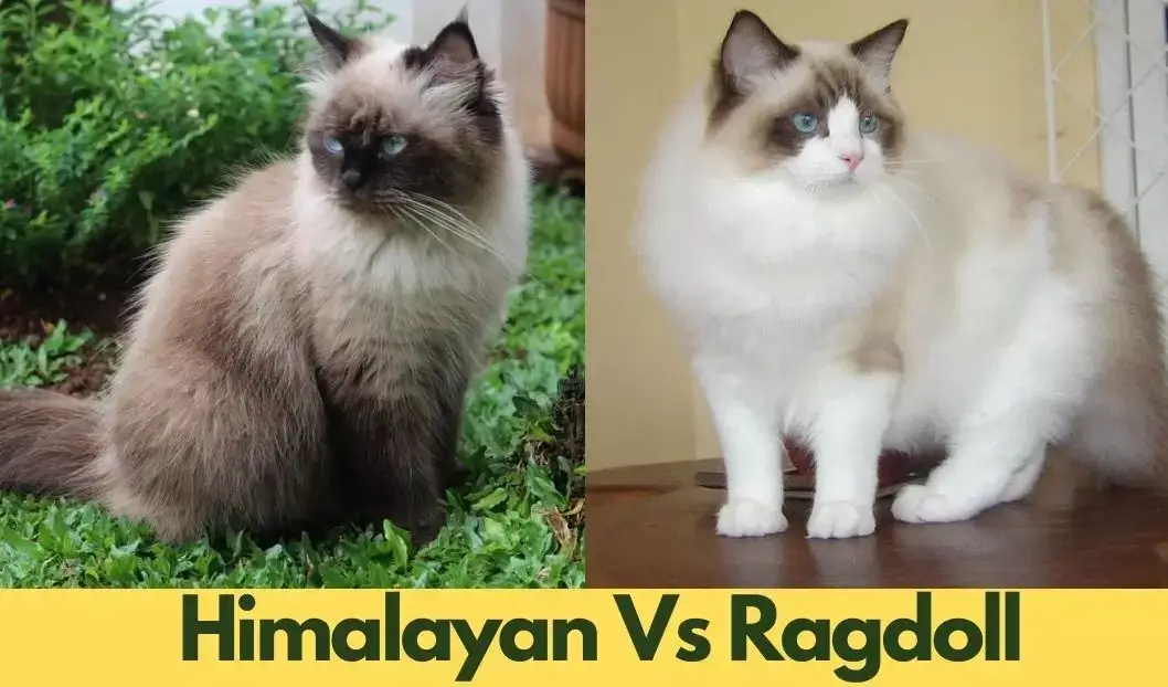 himalayan vs ragdoll