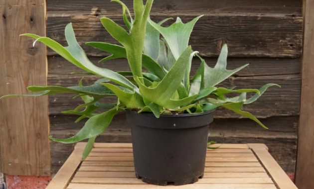 staghorn fern care indoors