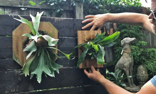 staghorn fern care indoors