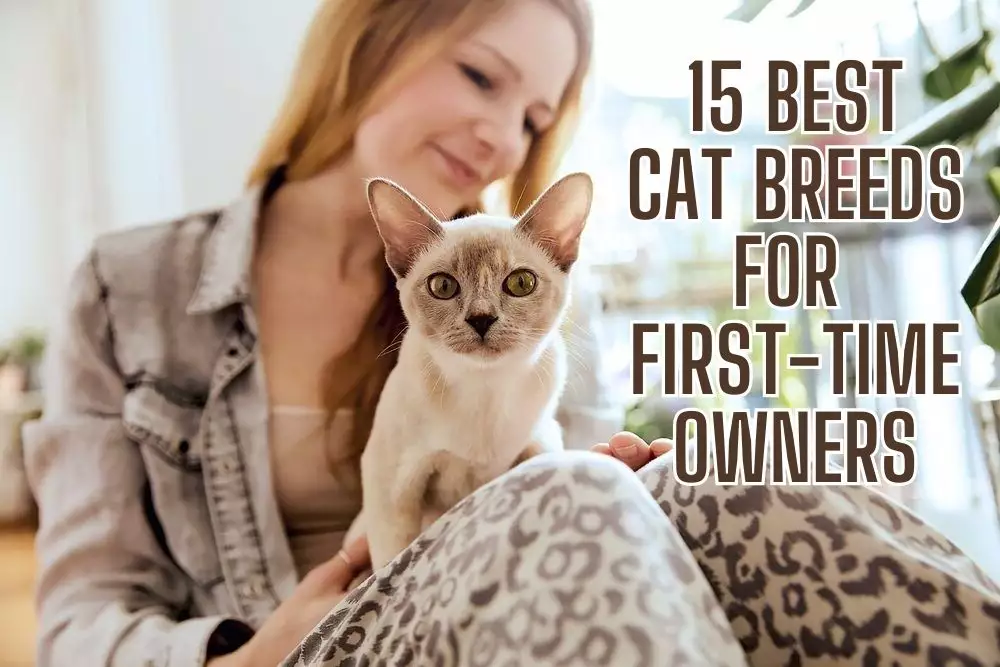 best cat breeds for first-time owners