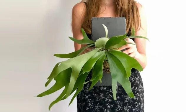 Can you mount a staghorn fern on a rock