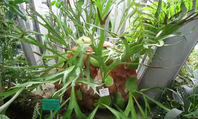 Platycerium alcicorne in Berlin Botanical Garden