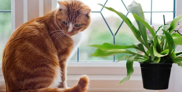 are staghorn ferns toxic to cats