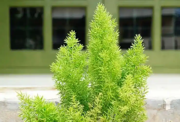 asparagus fern care outdoors