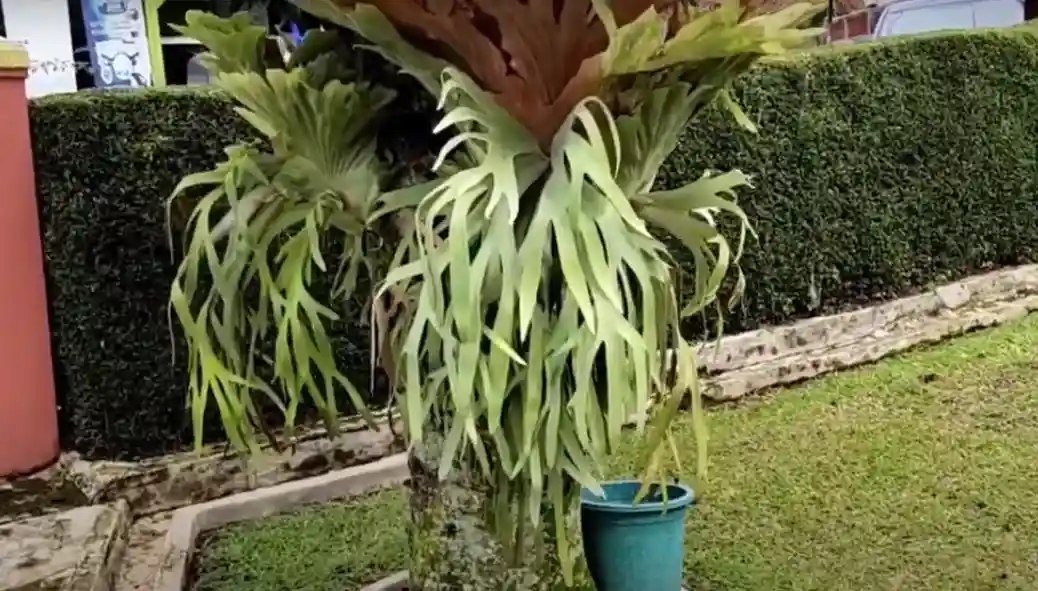 caring for staghorn fern outdoors