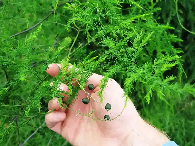common pests of asparagus fern