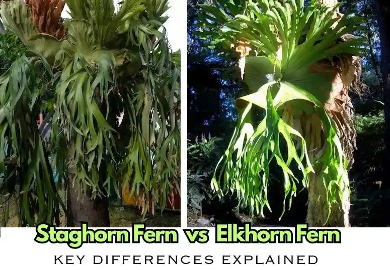 elkhorn fern vs staghorn fern