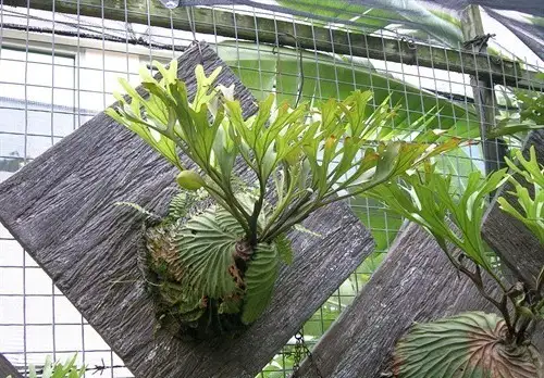 growing platycerium ridley
