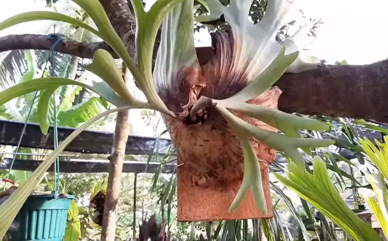 how to care for a staghorn fern outdoors