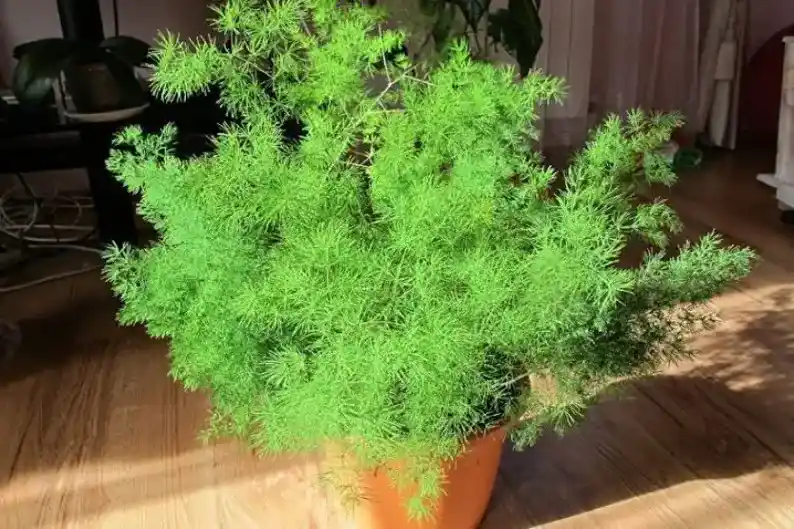 how to care for asparagus fern