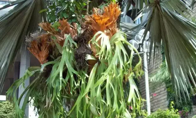 how to care for elkhorn fern