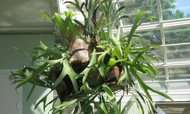 how to care for staghorn fern indoors