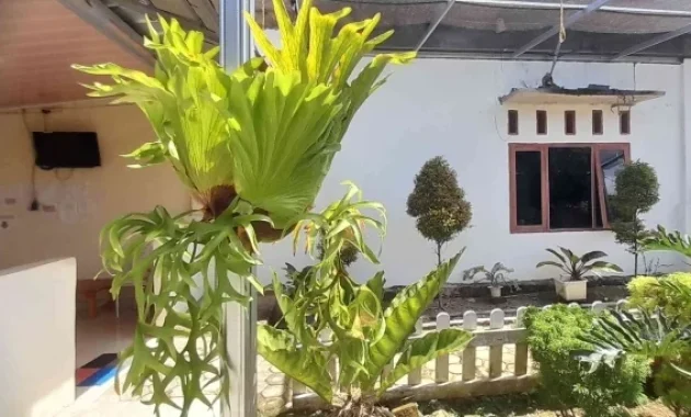how to care for staghorn fern outdoors