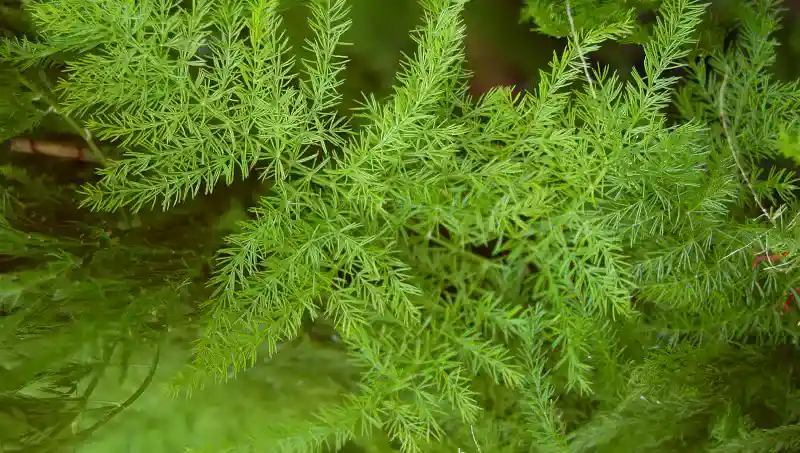 how to grow asparagus ferns