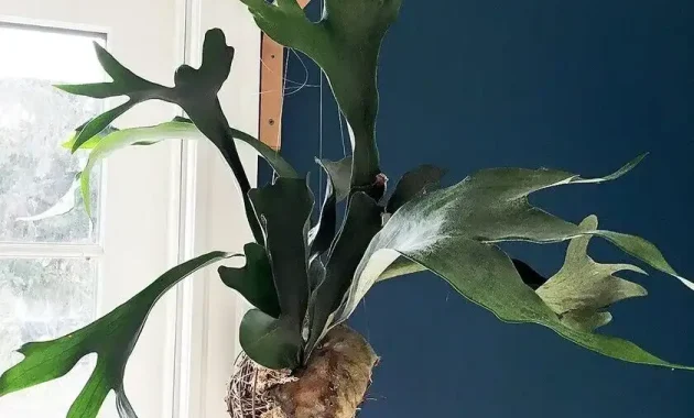 how to make hanging moss ball staghorn fern