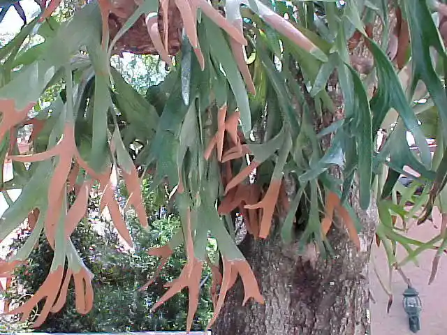 how to propagate staghorn fern from spores