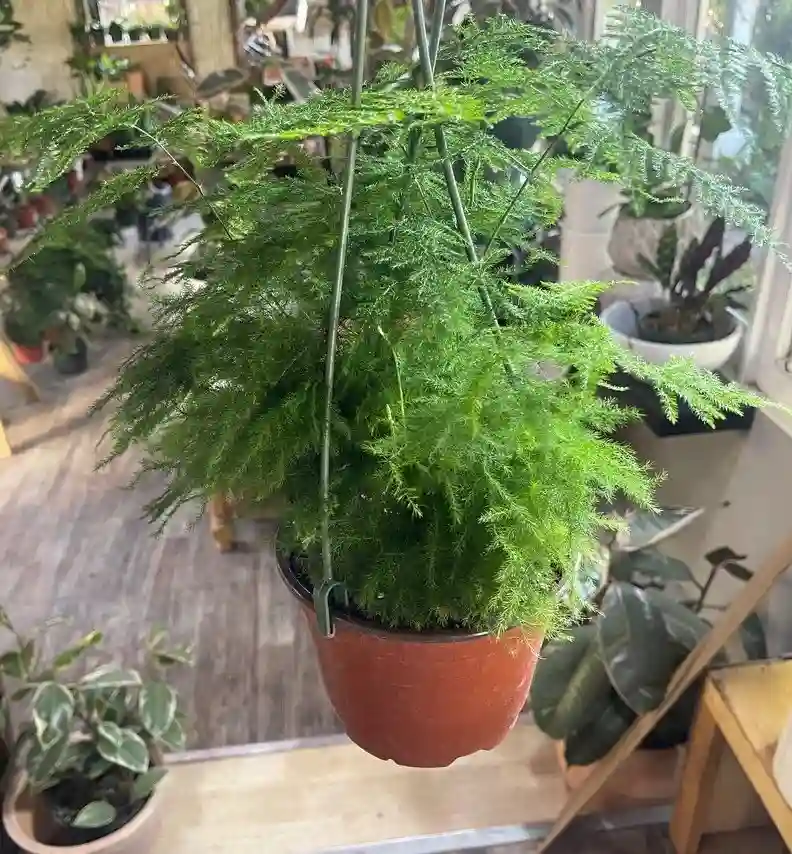 indoor asparagus fern care