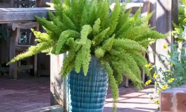 outdoor asparagus fern care