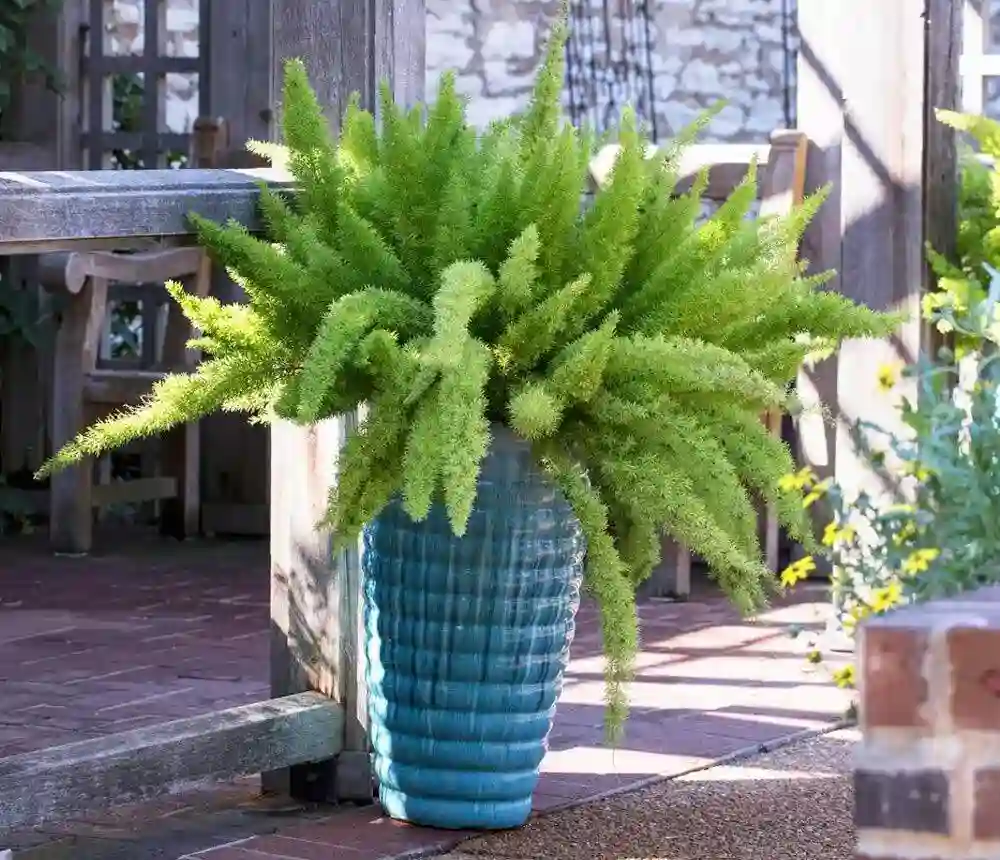 outdoor asparagus fern care