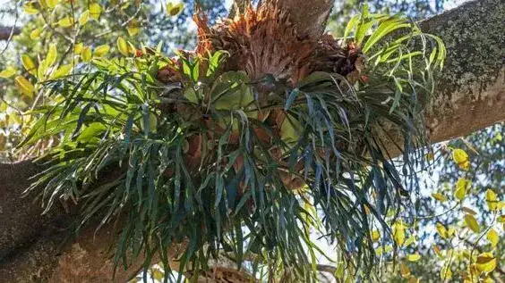platycerium bifurcatum - staghorn fern