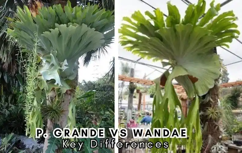 platycerium grande vs wandae
