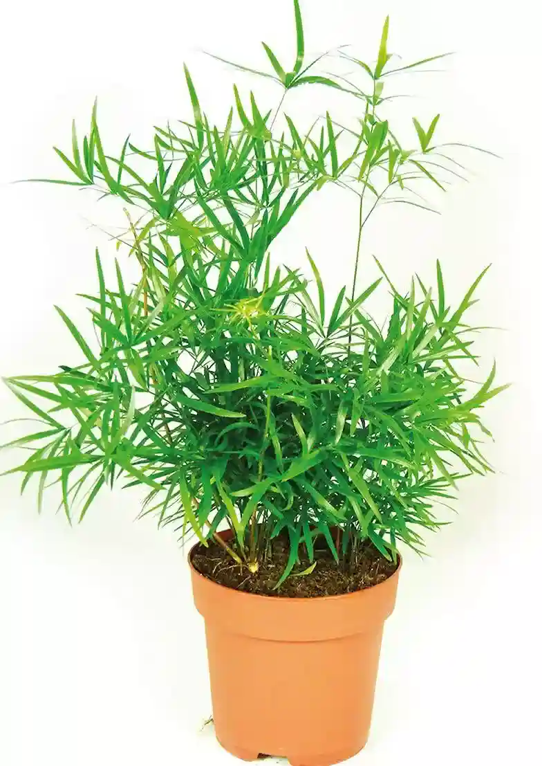 sicklethorn fern - asparagus falcatus