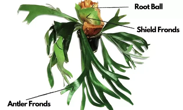 staghorn fern anatomy