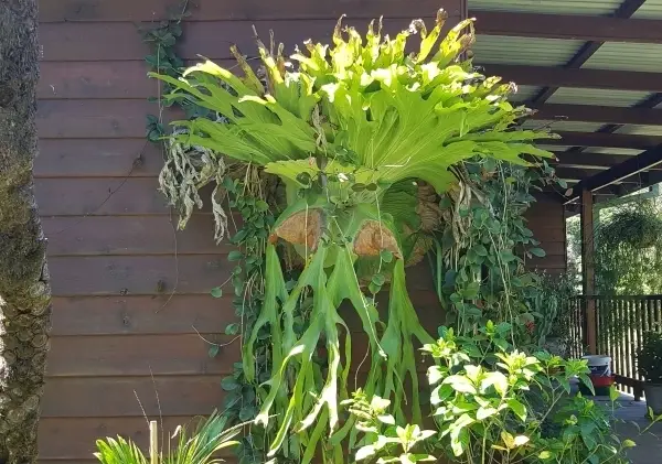 staghorn fern care outside