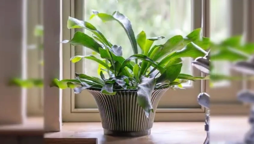 Bringing the Beauty of Staghorn Fern Indoors: