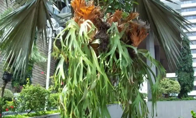 staghorn fern outdoors