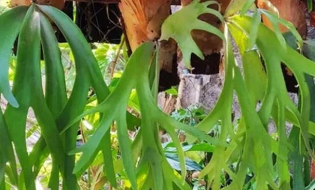 staghorn fern overwatering