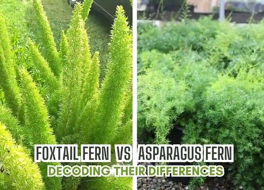 foxtail fern vs asparagus fern
