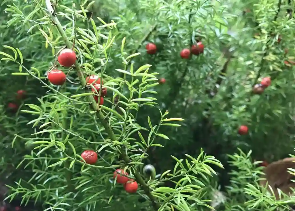 asparagus fern berries
