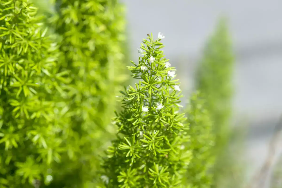 asparagus fern cold tolerance