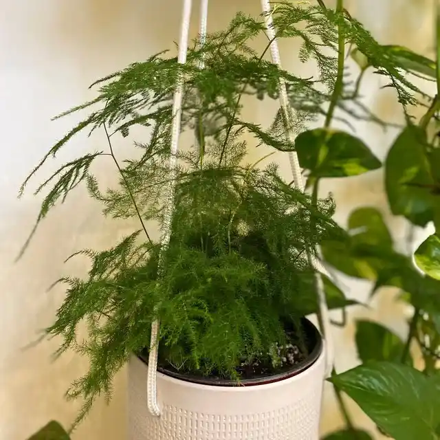 asparagus fern hanging basket