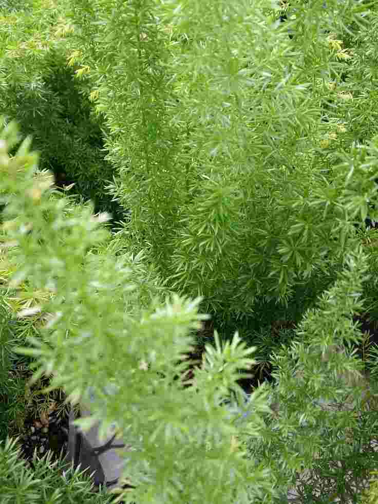 asparagus fern health benefits