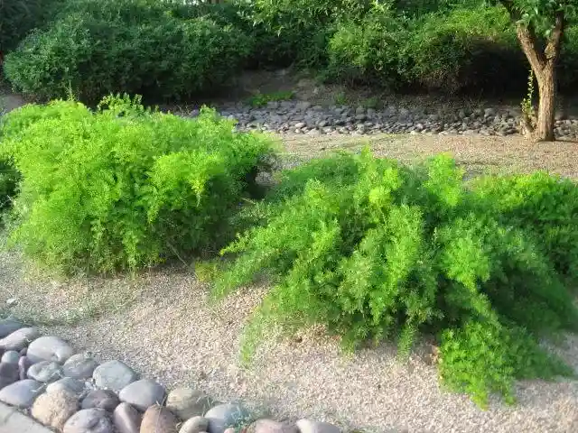 asparagus fern invasive florida