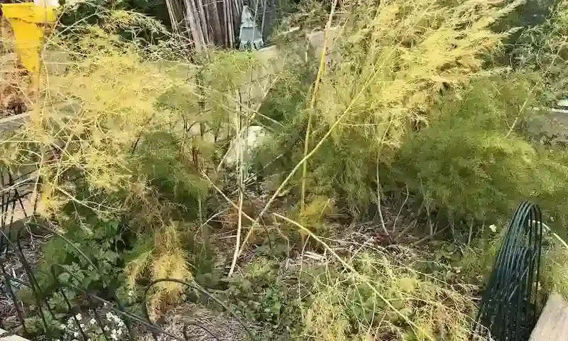 asparagus fern yellow